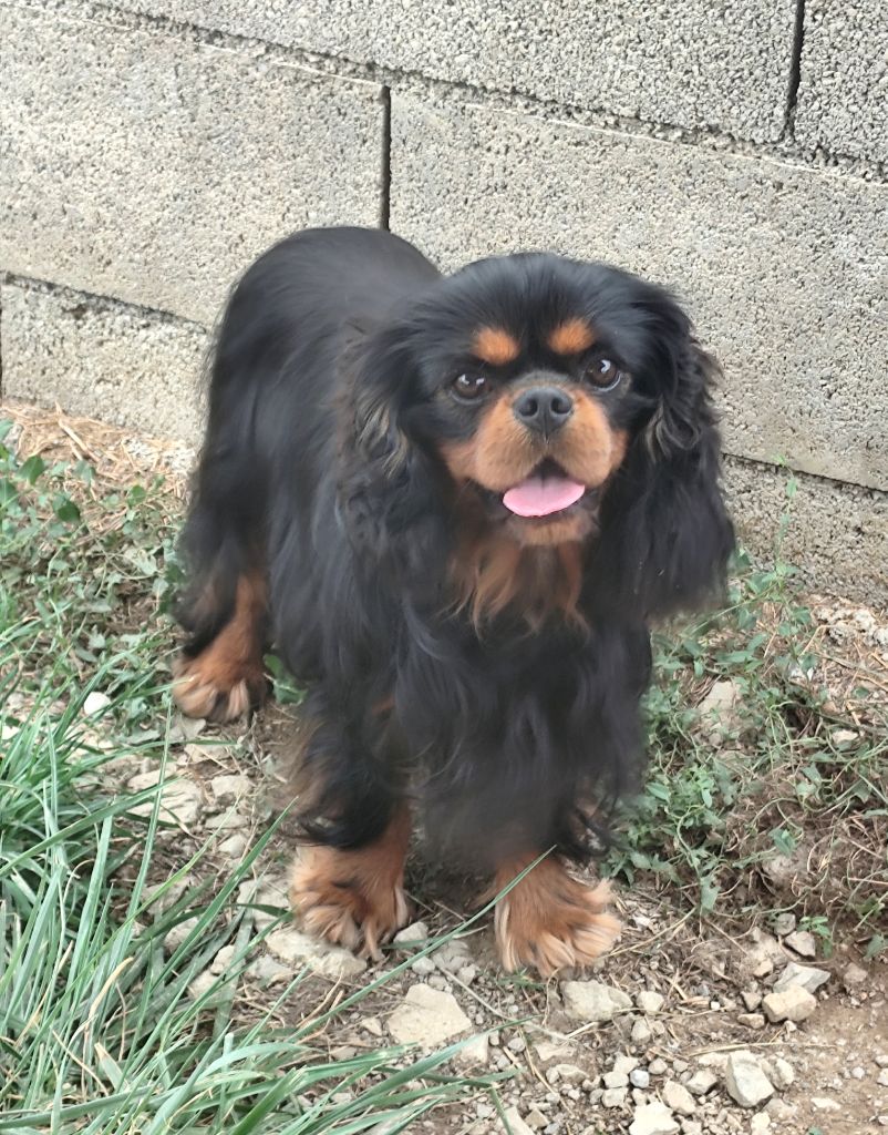 CH. J ti amo Du Castel Des Petits Coeurs