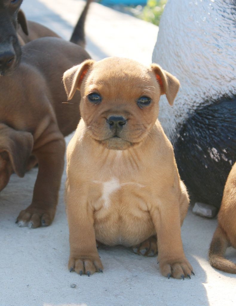 Vitaa Fashion Style Du Castel Des Petits Coeurs