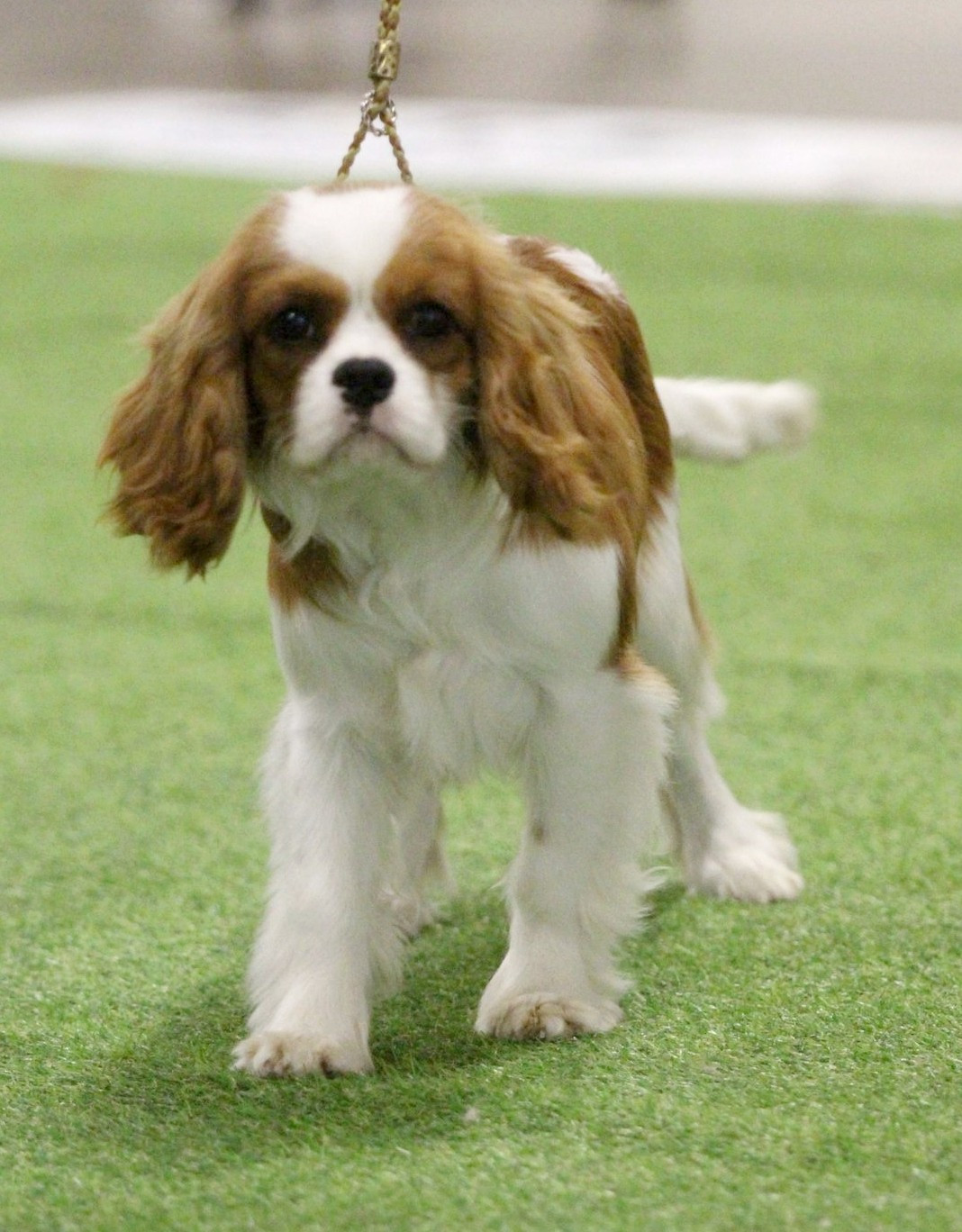 Amédeo (Sans Affixe)