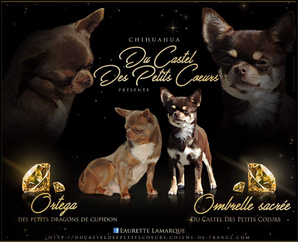 Chiot Chihuahua Du Castel Des Petits Coeurs