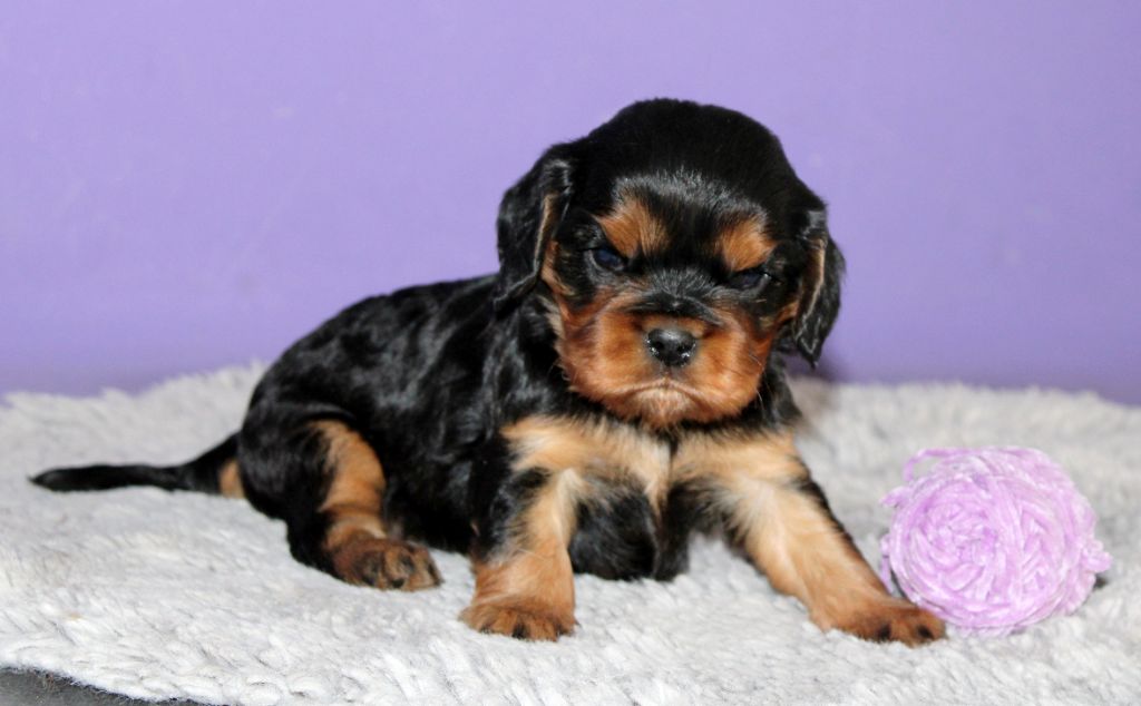 Du Castel Des Petits Coeurs - Chiots disponibles - Cavalier King Charles Spaniel