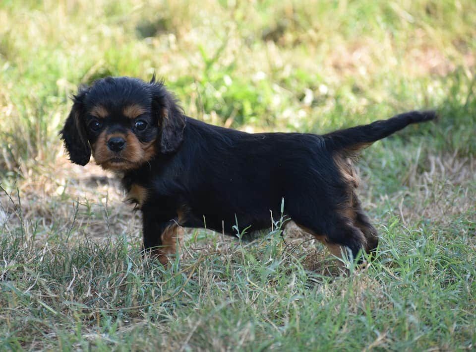 Du Castel Des Petits Coeurs - Cavalier King Charles Spaniel - Portée née le 05/06/2020