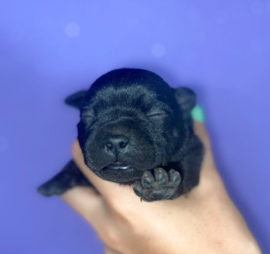 Du Castel Des Petits Coeurs - Chiots disponibles - Staffordshire Bull Terrier