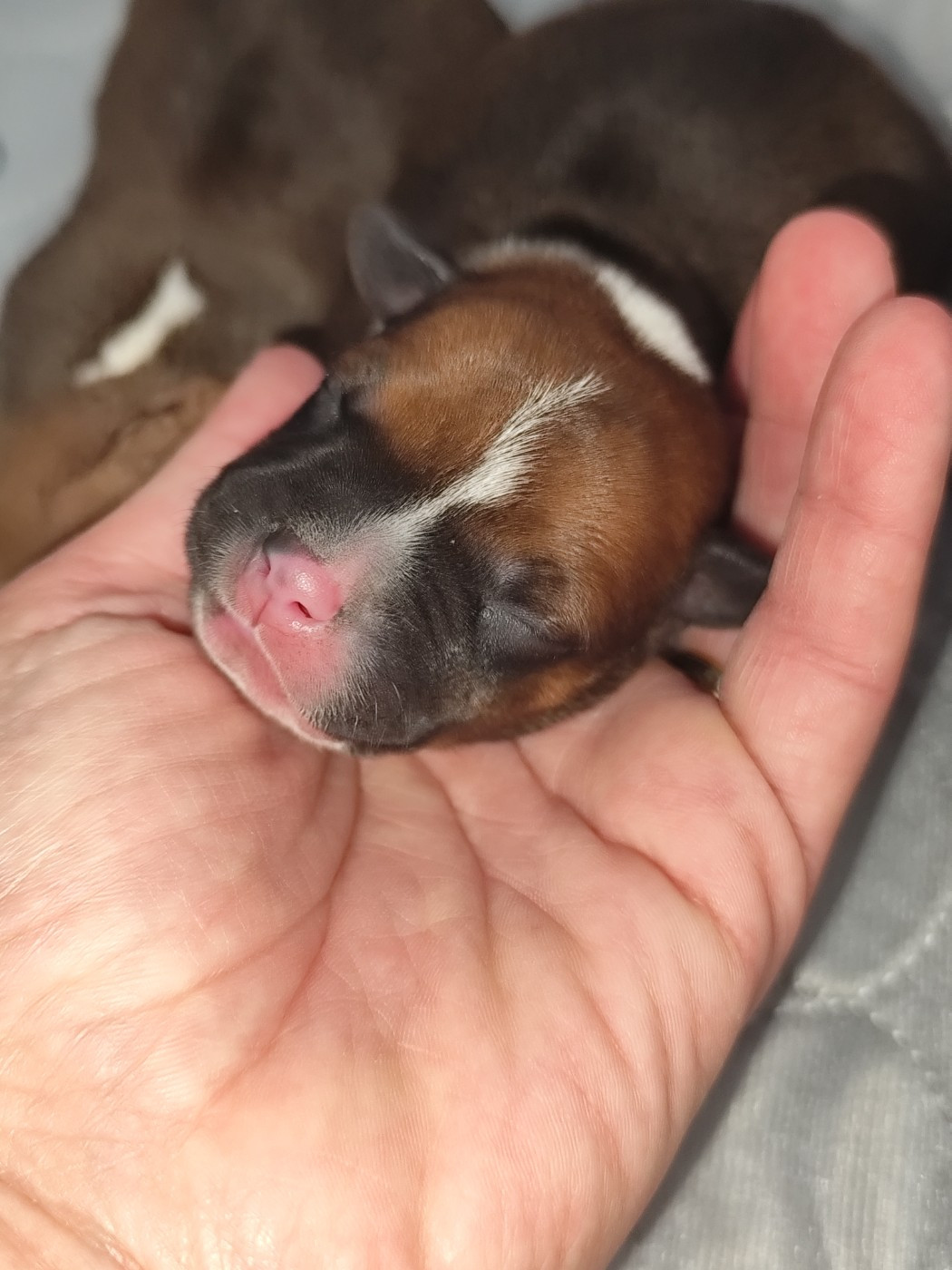 Du Castel Des Petits Coeurs - Chiots disponibles - Staffordshire Bull Terrier