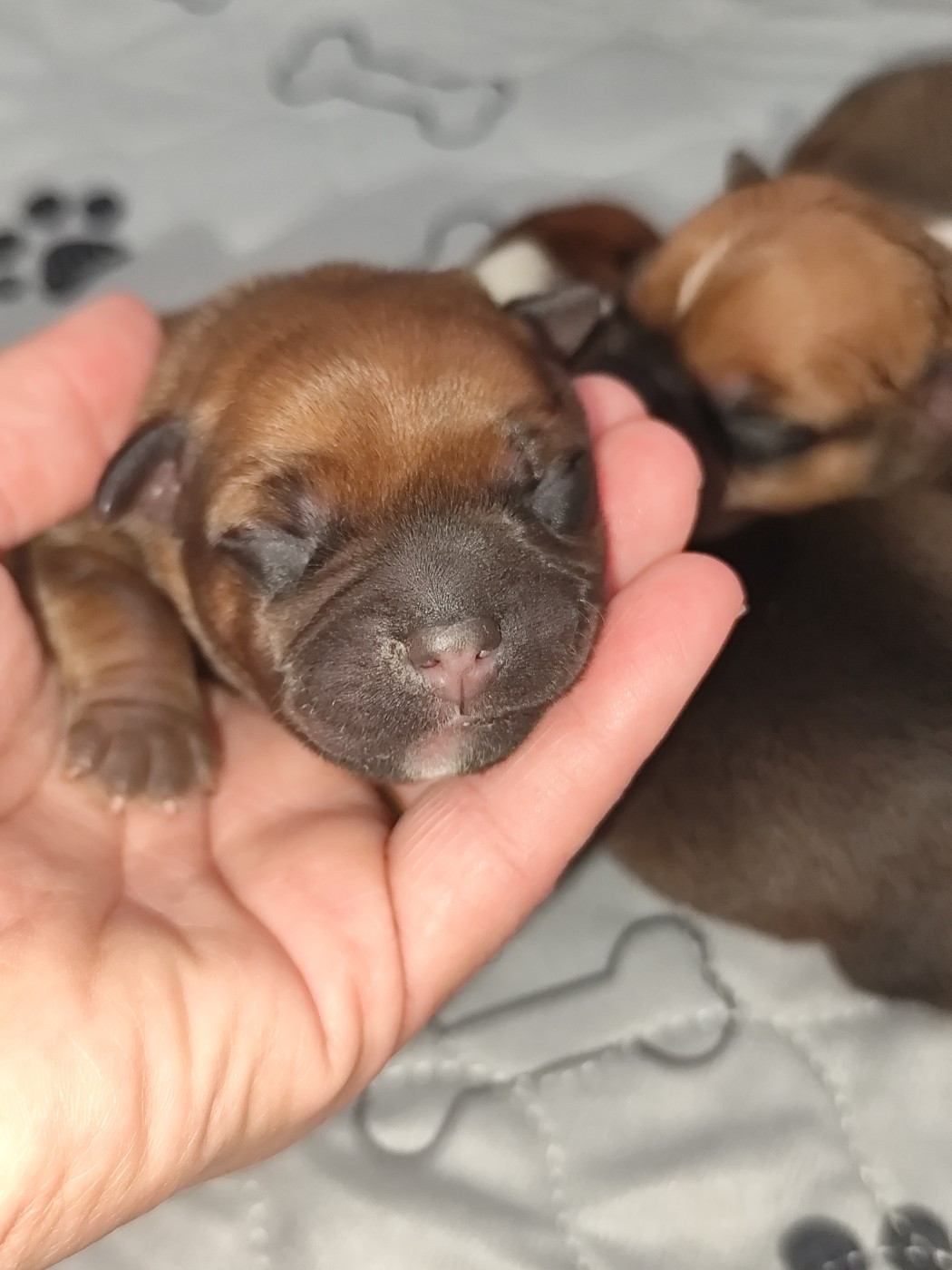 Du Castel Des Petits Coeurs - Chiots disponibles - Staffordshire Bull Terrier