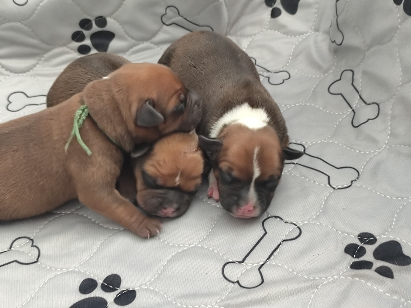 Du Castel Des Petits Coeurs - Staffordshire Bull Terrier - Portée née le 26/10/2025