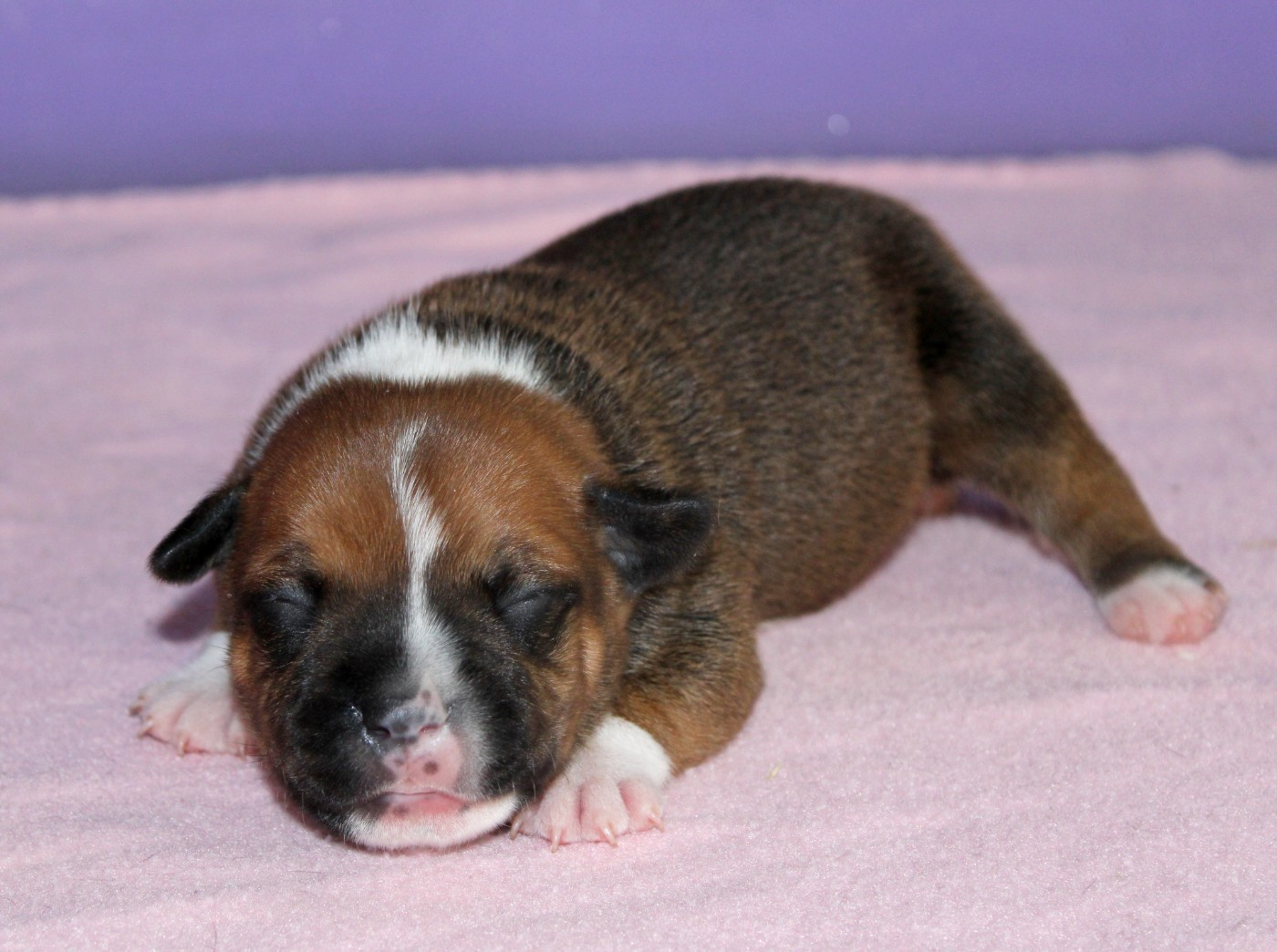 Du Castel Des Petits Coeurs - Chiots disponibles - Staffordshire Bull Terrier