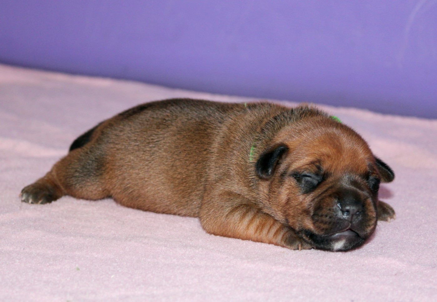 Du Castel Des Petits Coeurs - Chiots disponibles - Staffordshire Bull Terrier