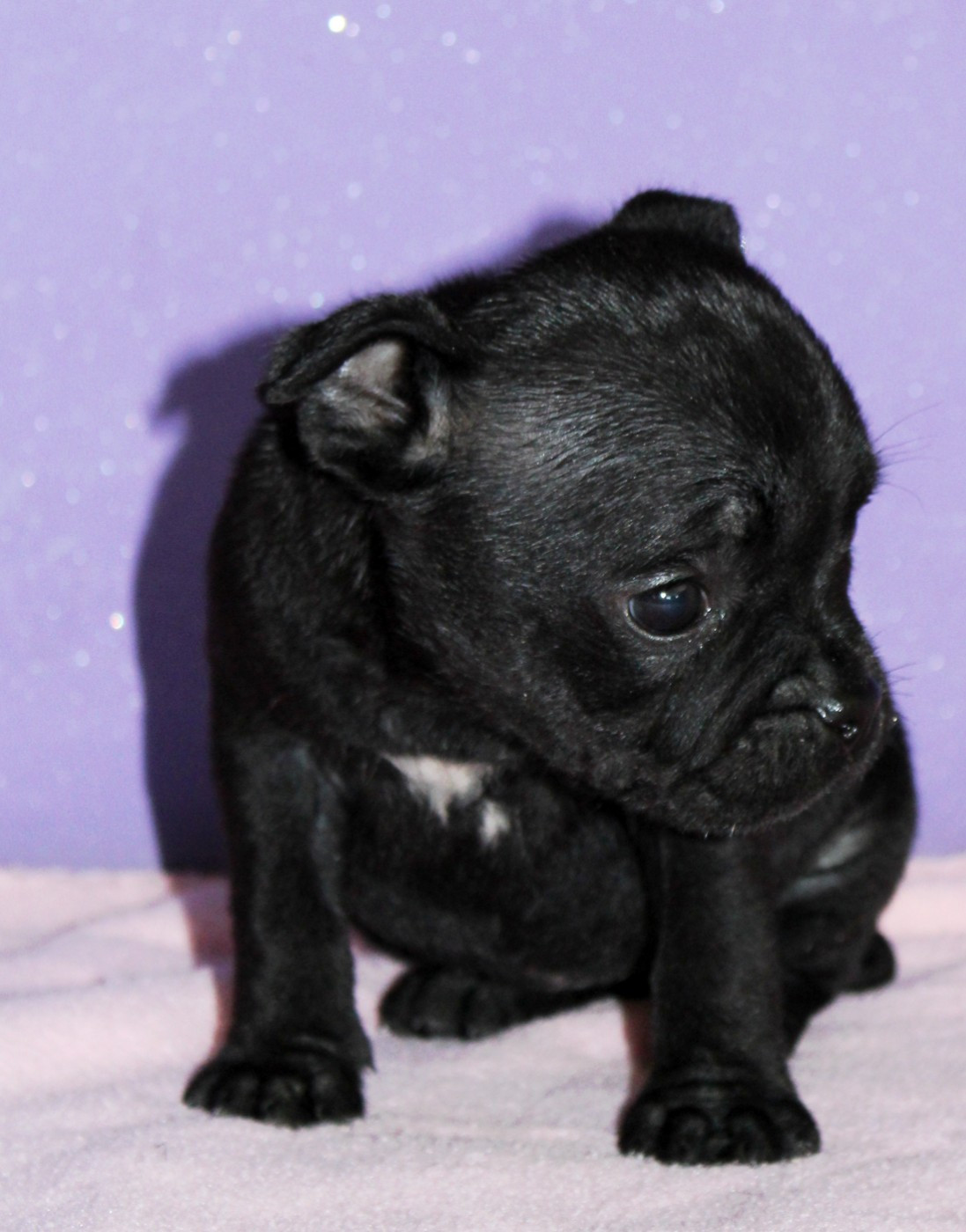 Du Castel Des Petits Coeurs - Chiots disponibles - Staffordshire Bull Terrier