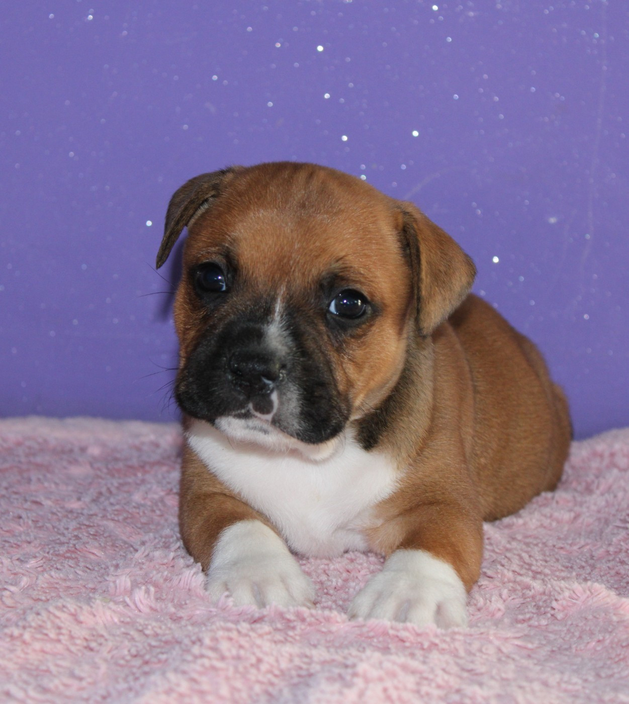 Du Castel Des Petits Coeurs - Chiots disponibles - Staffordshire Bull Terrier