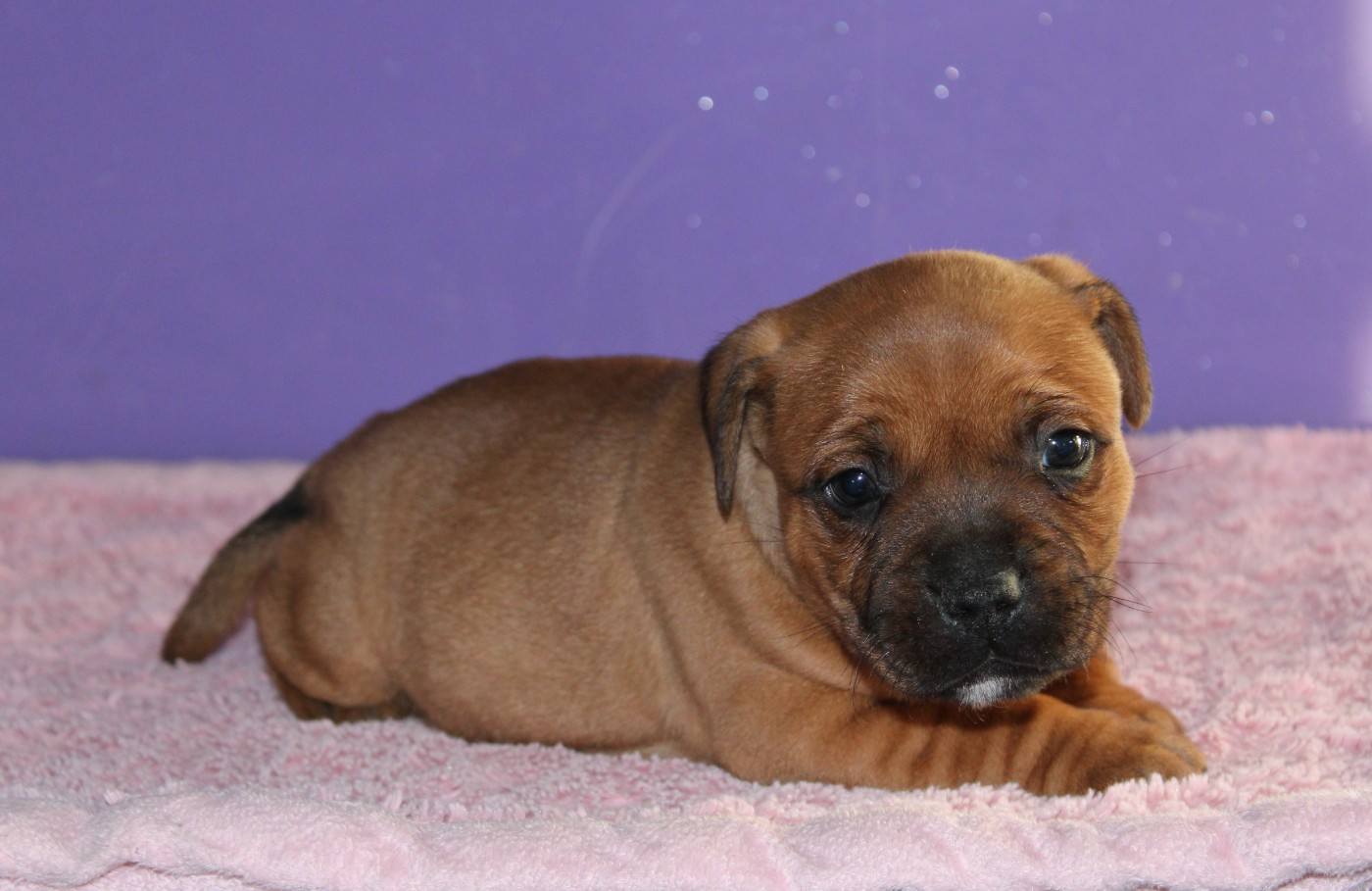 Du Castel Des Petits Coeurs - Chiots disponibles - Staffordshire Bull Terrier