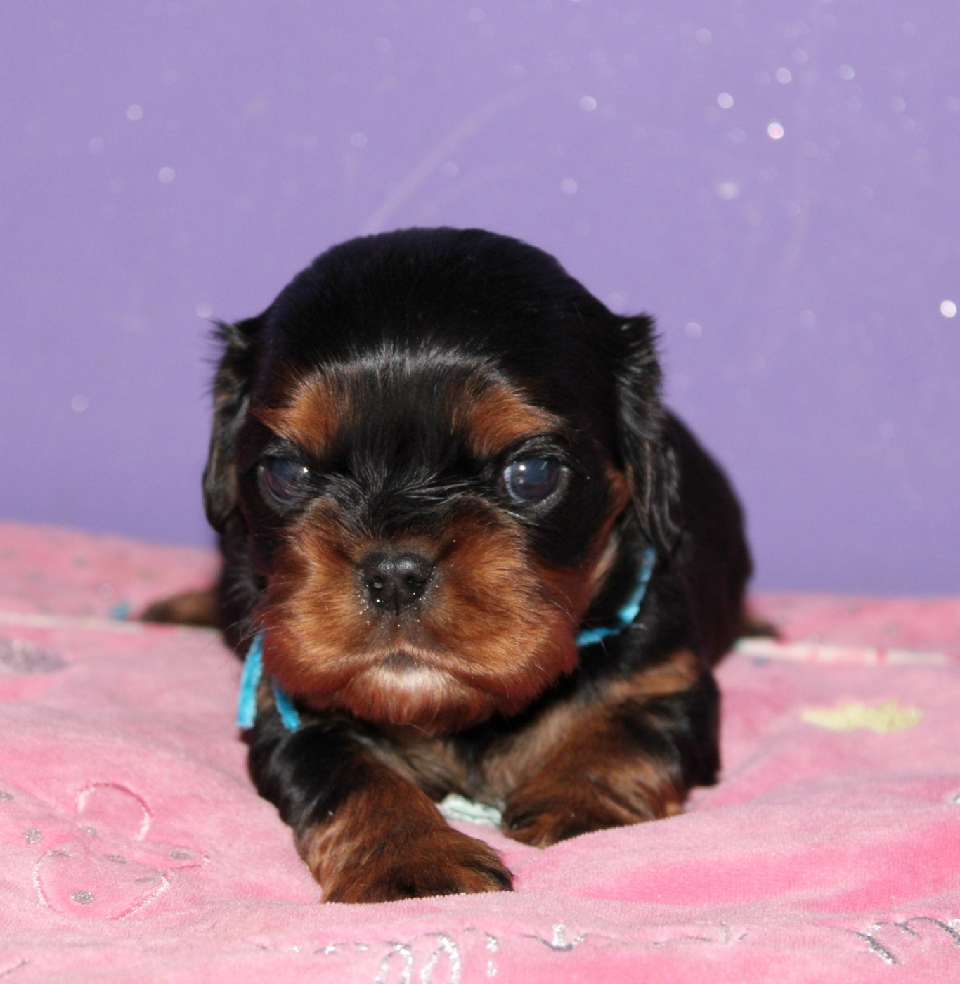 Du Castel Des Petits Coeurs - Chiots disponibles - Cavalier King Charles Spaniel