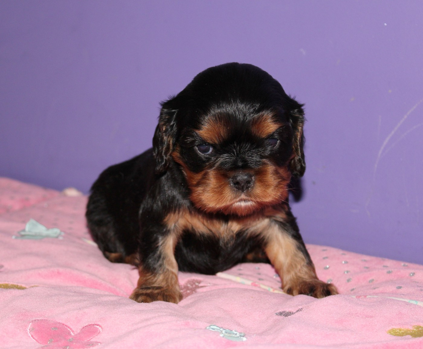 Du Castel Des Petits Coeurs - Chiots disponibles - Cavalier King Charles Spaniel
