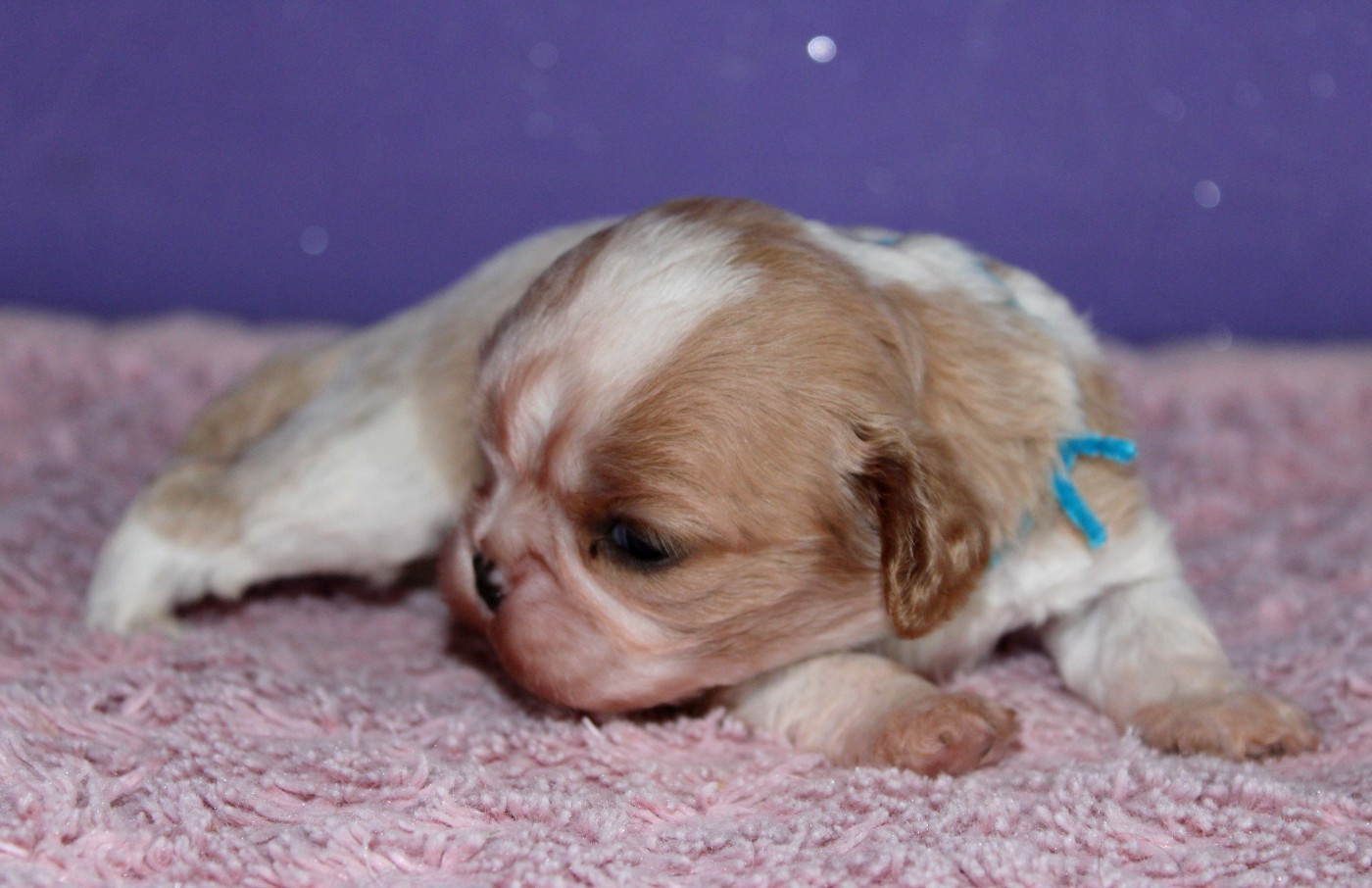 Du Castel Des Petits Coeurs - Chiots disponibles - Cavalier King Charles Spaniel