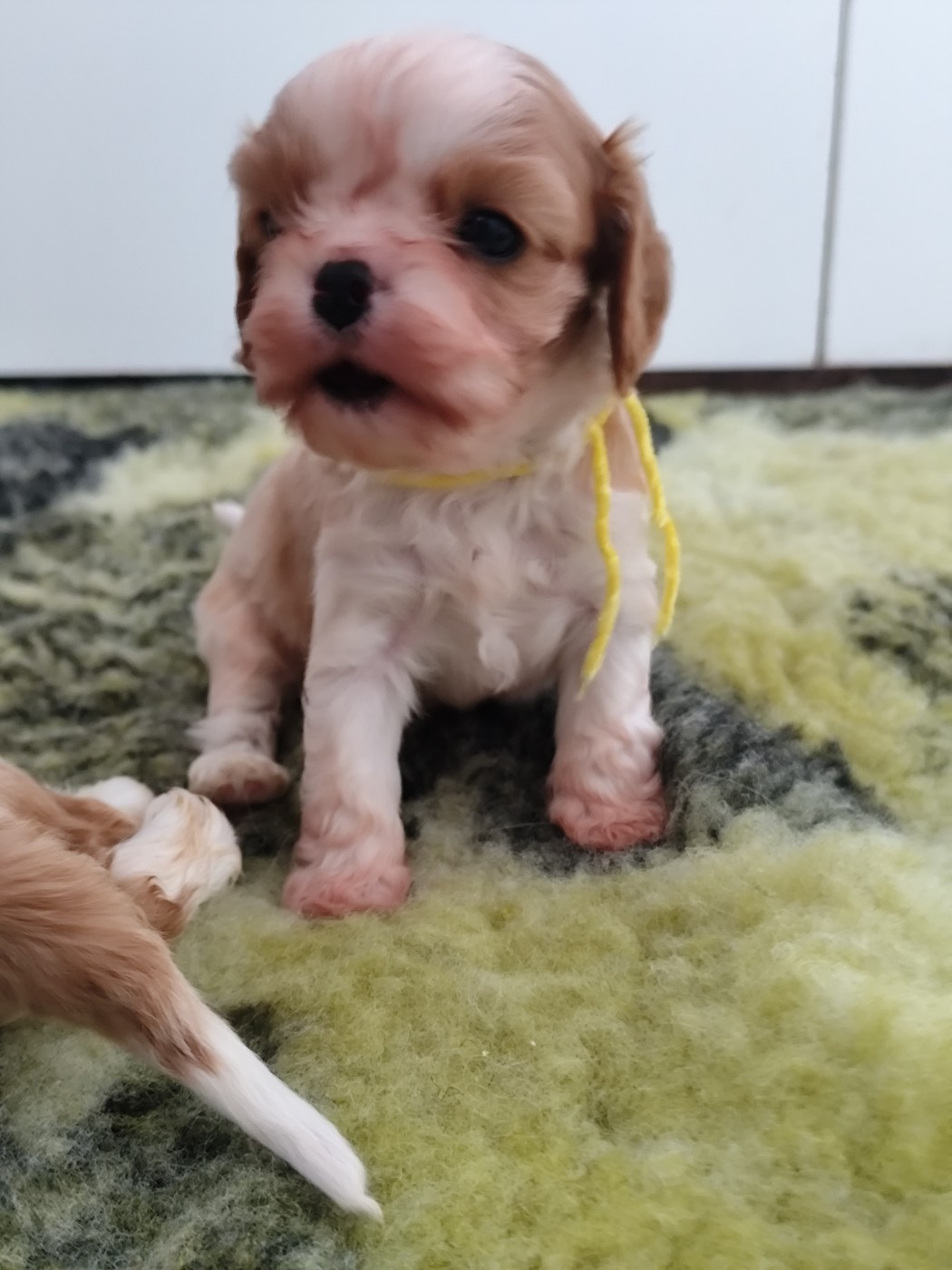 Du Castel Des Petits Coeurs - Cavalier King Charles Spaniel - Portée née le 06/11/2025