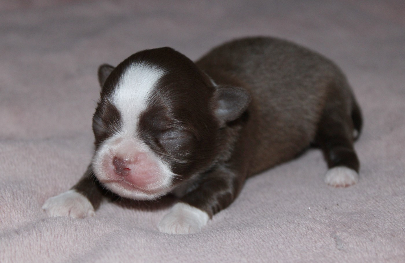 Du Castel Des Petits Coeurs - Chiots disponibles - Chihuahua