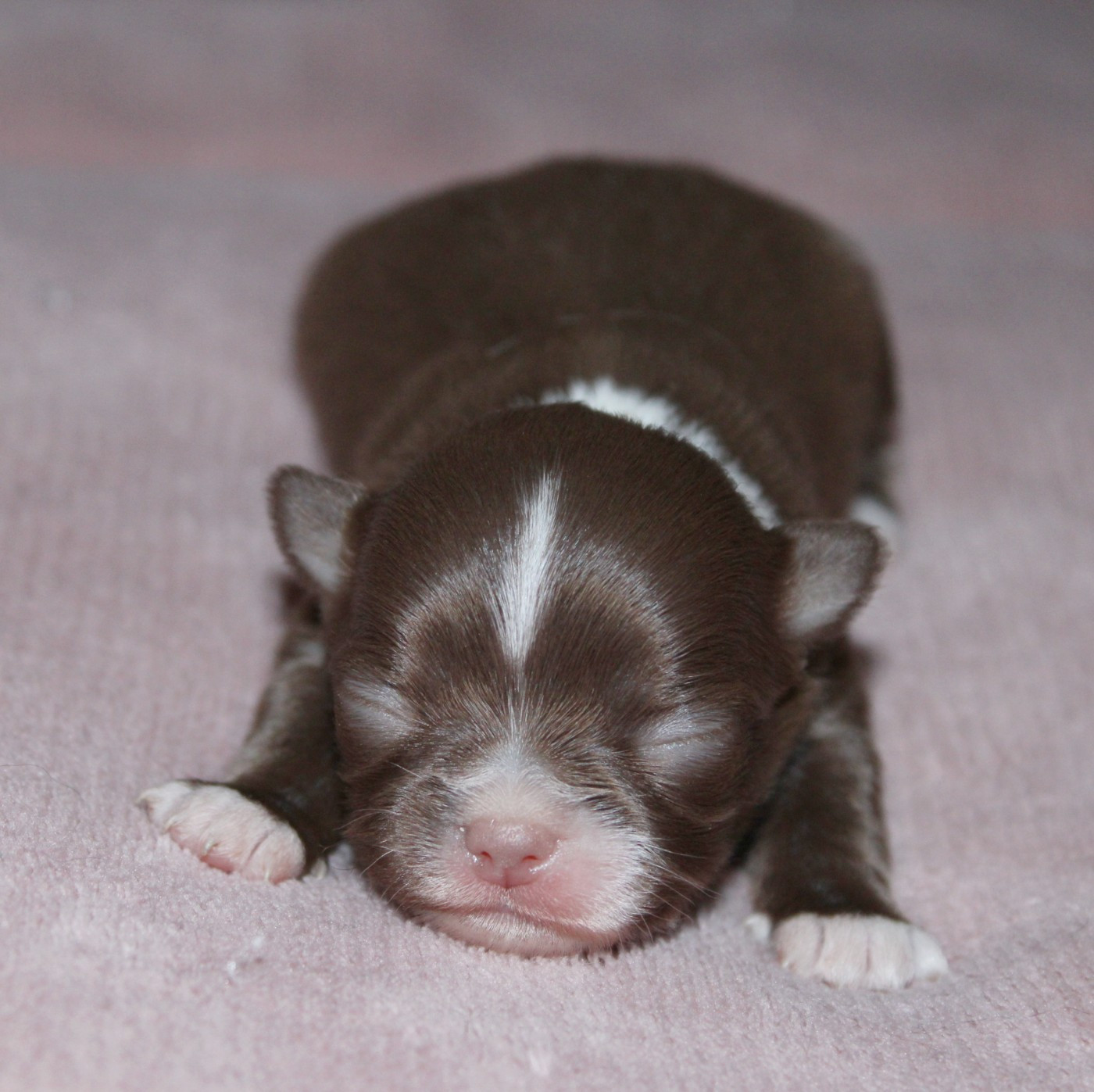 Du Castel Des Petits Coeurs - Chiots disponibles - Chihuahua