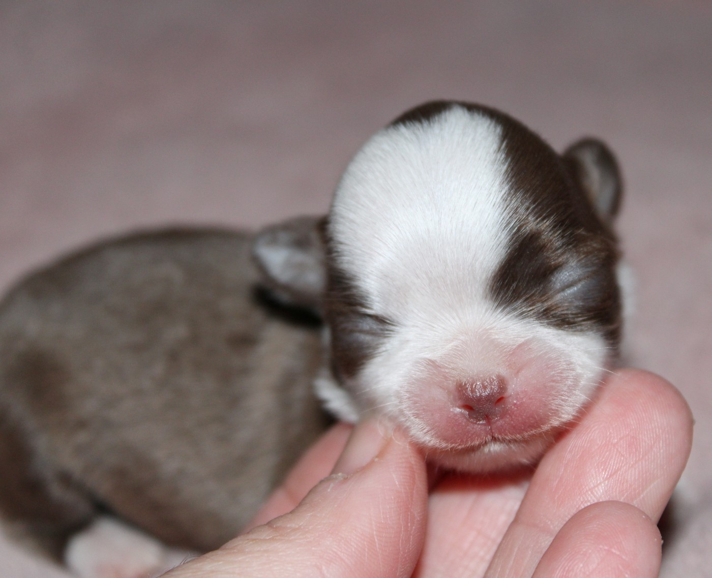 Du Castel Des Petits Coeurs - Chiots disponibles - Chihuahua