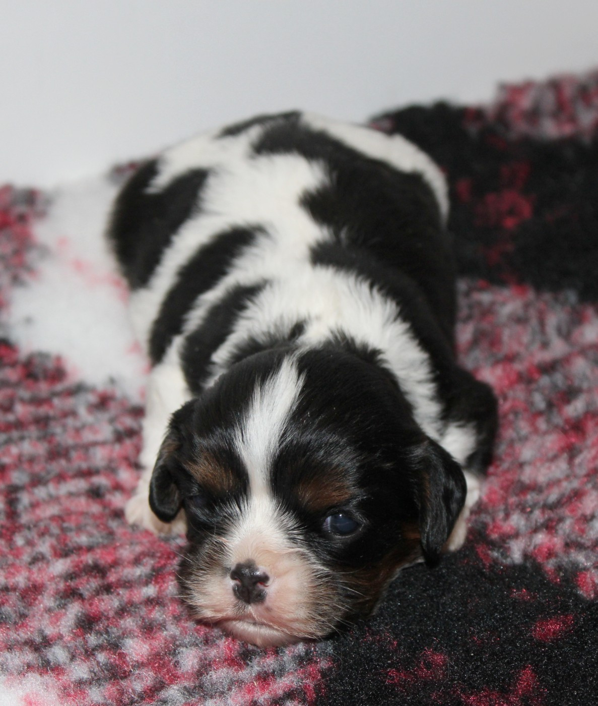 Du Castel Des Petits Coeurs - Chiots disponibles - Cavalier King Charles Spaniel