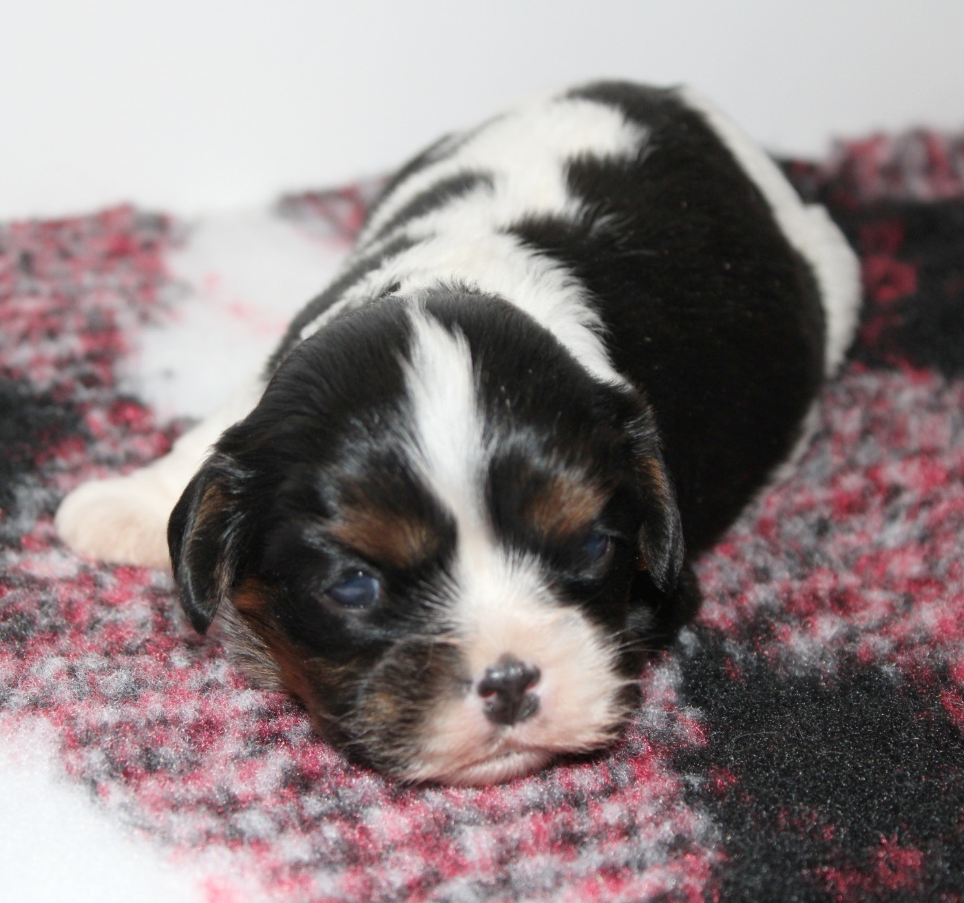 Du Castel Des Petits Coeurs - Chiots disponibles - Cavalier King Charles Spaniel