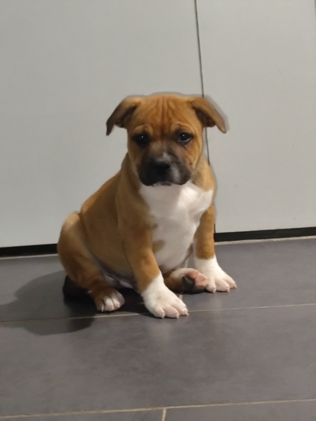 Du Castel Des Petits Coeurs - Chiots disponibles - Staffordshire Bull Terrier