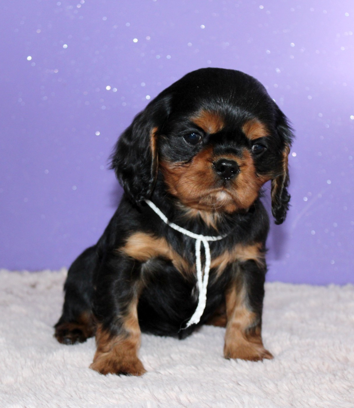 Du Castel Des Petits Coeurs - Chiots disponibles - Cavalier King Charles Spaniel
