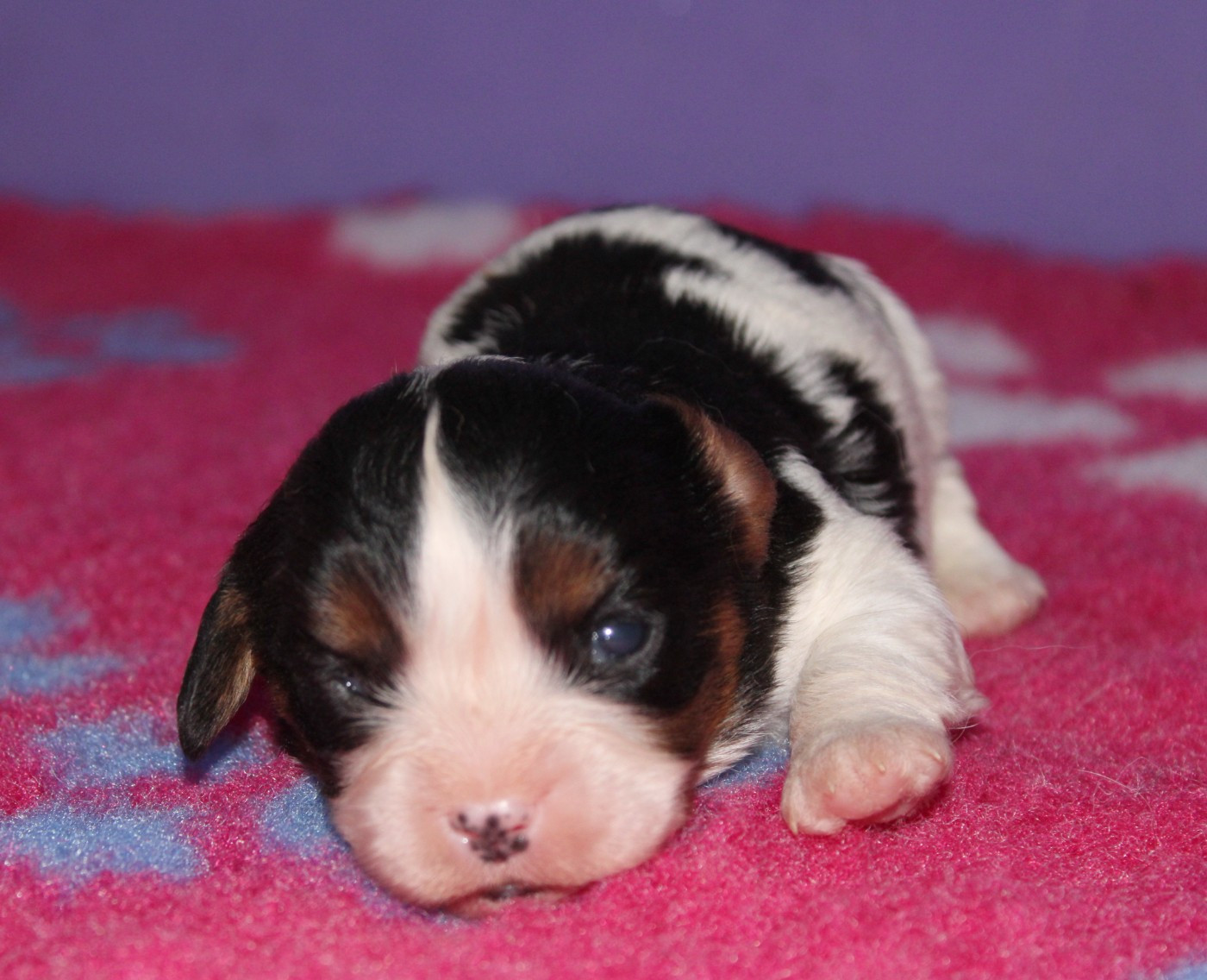 Du Castel Des Petits Coeurs - Chiots disponibles - Cavalier King Charles Spaniel