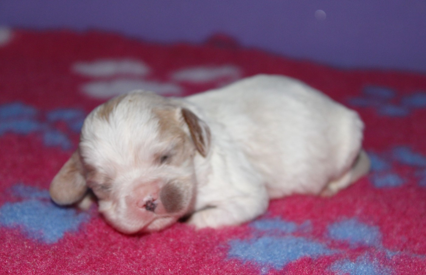 Du Castel Des Petits Coeurs - Chiots disponibles - Cavalier King Charles Spaniel