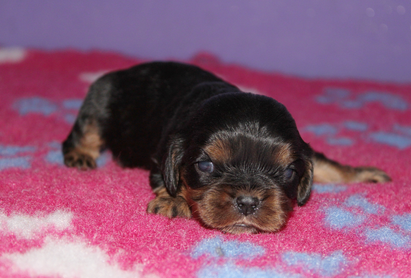 Du Castel Des Petits Coeurs - Chiots disponibles - Cavalier King Charles Spaniel