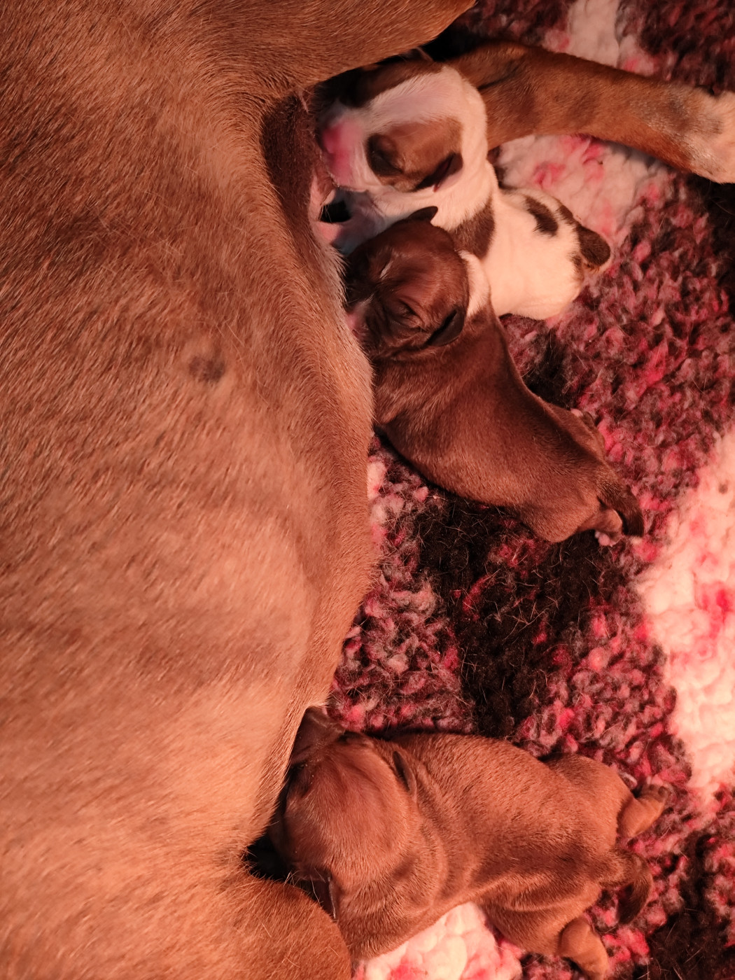 Chiot Staffordshire Bull Terrier Du Castel Des Petits Coeurs
