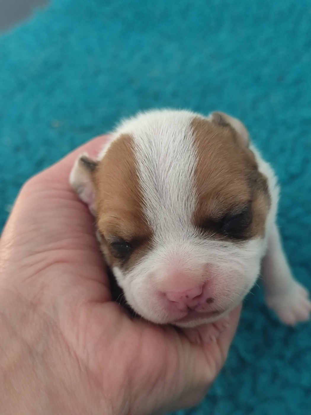 Du Castel Des Petits Coeurs - Chiots disponibles - Staffordshire Bull Terrier