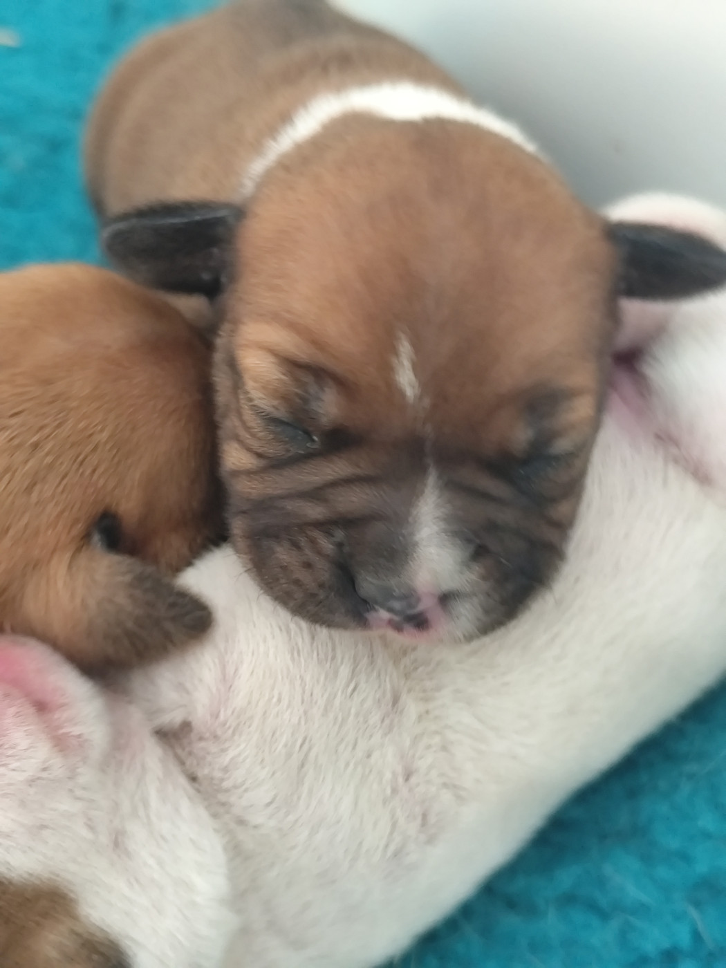 Du Castel Des Petits Coeurs - Chiots disponibles - Staffordshire Bull Terrier