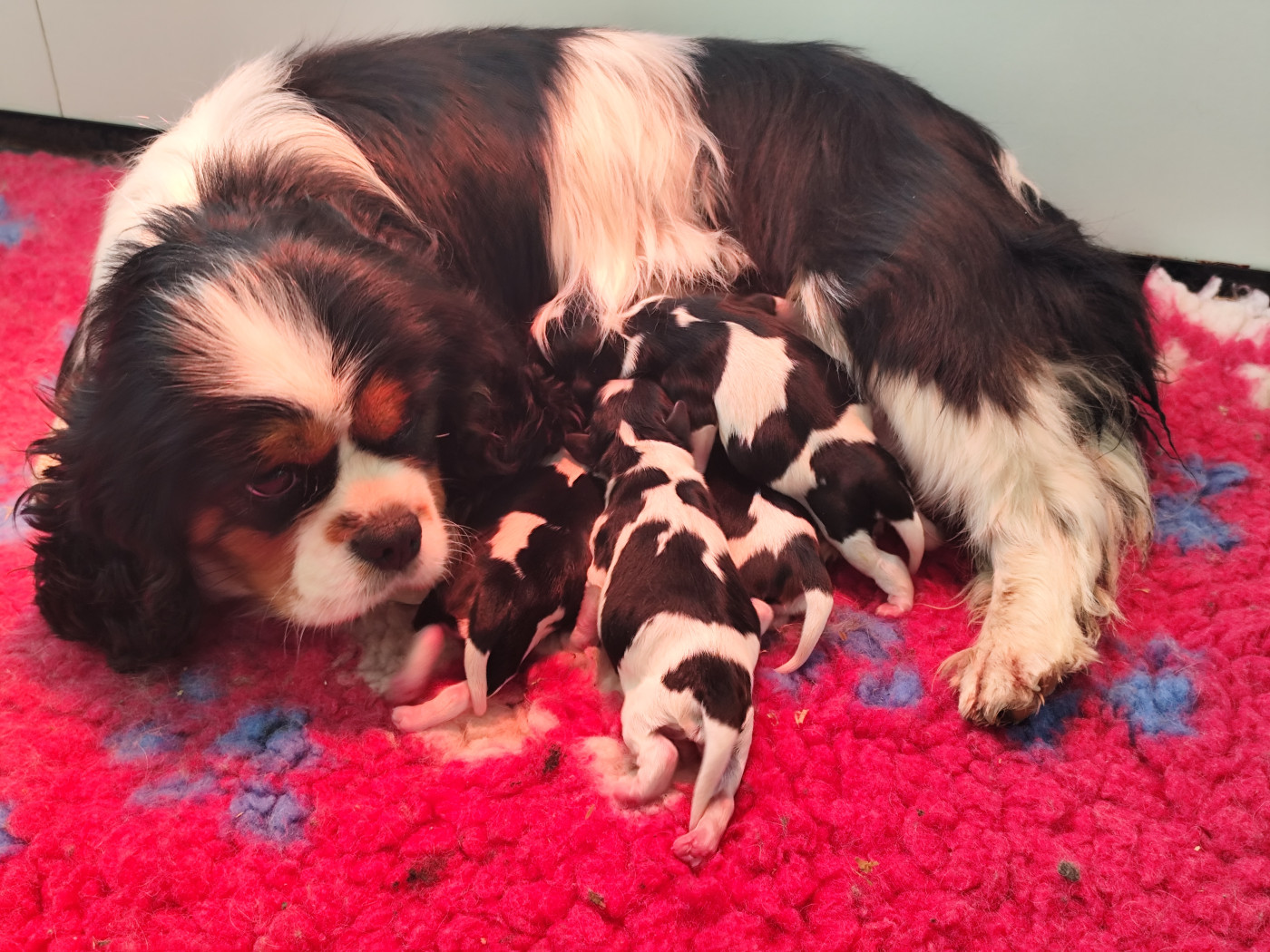 Chiot Cavalier King Charles Spaniel Du Castel Des Petits Coeurs
