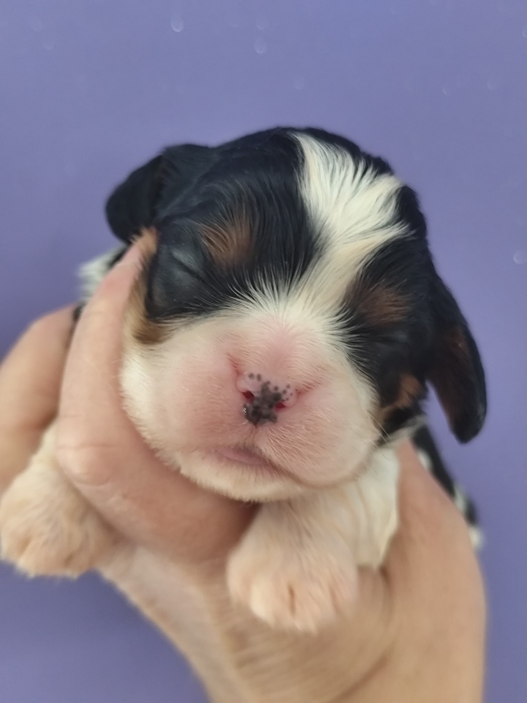 Du Castel Des Petits Coeurs - Chiots disponibles - Cavalier King Charles Spaniel
