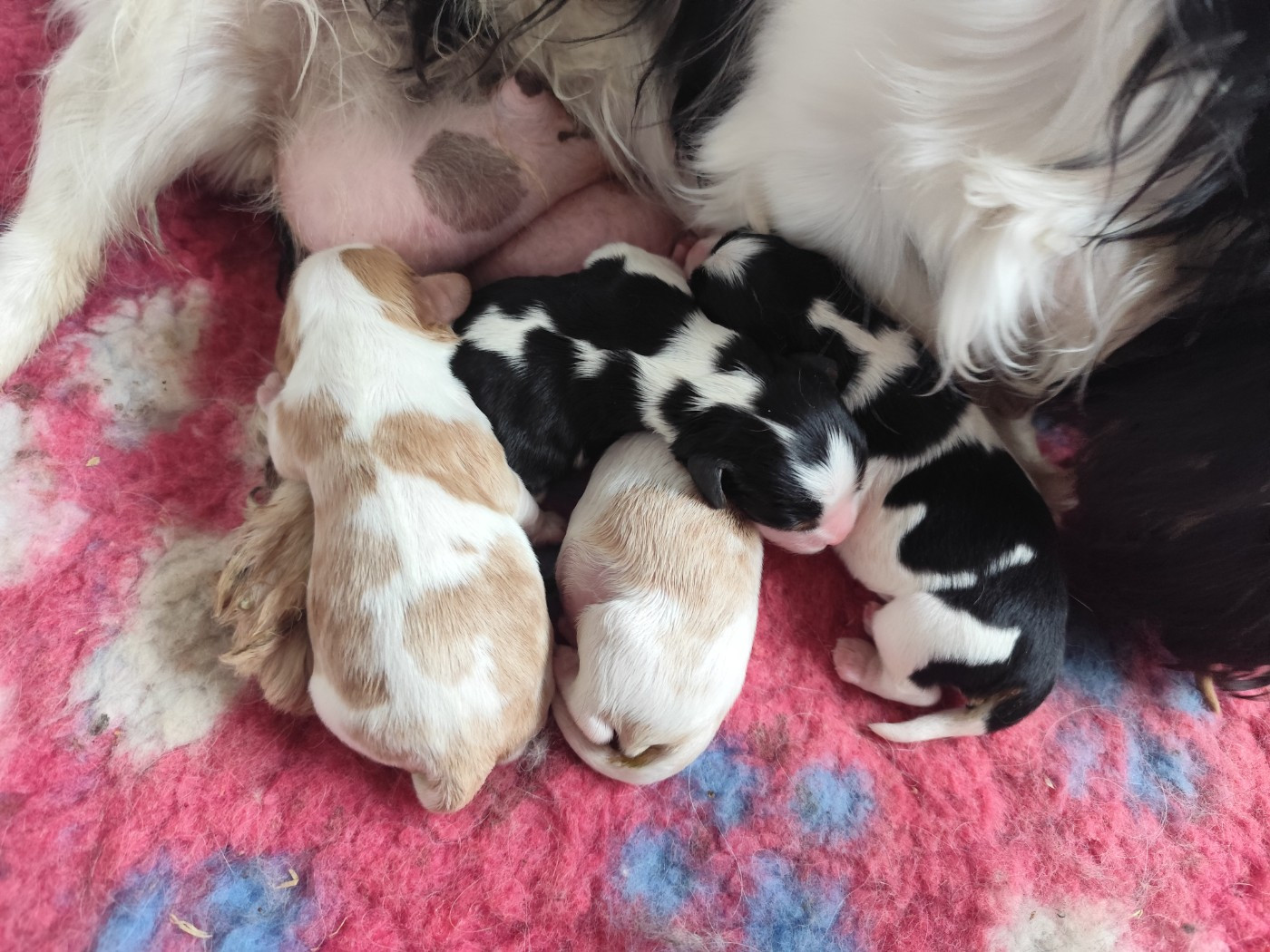 Chiot Cavalier King Charles Spaniel Du Castel Des Petits Coeurs