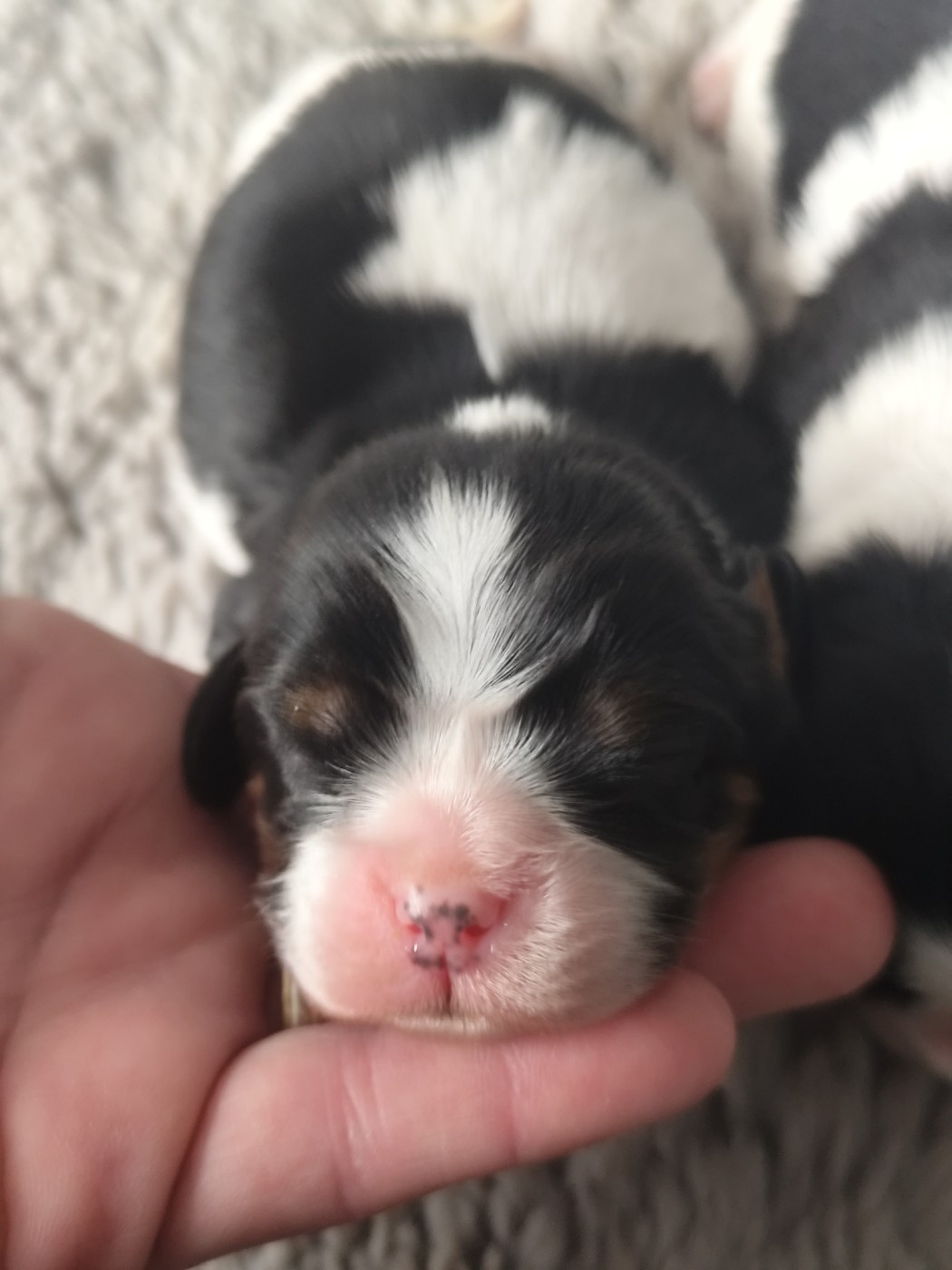 Du Castel Des Petits Coeurs - Chiots disponibles - Cavalier King Charles Spaniel