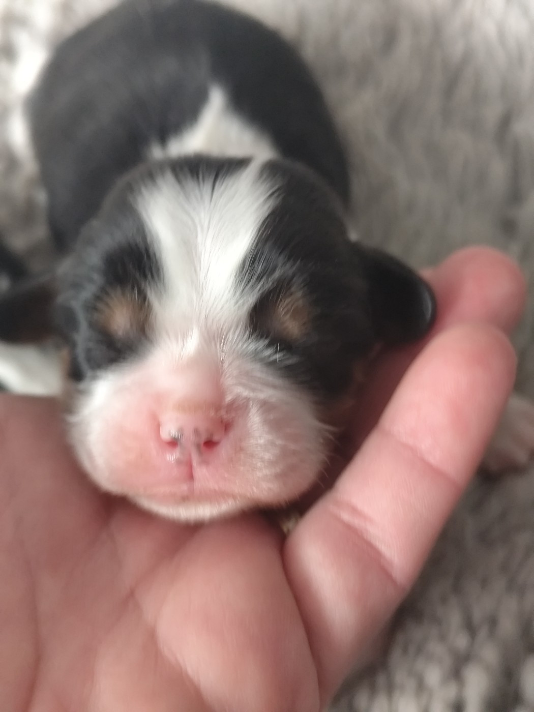 Du Castel Des Petits Coeurs - Chiots disponibles - Cavalier King Charles Spaniel
