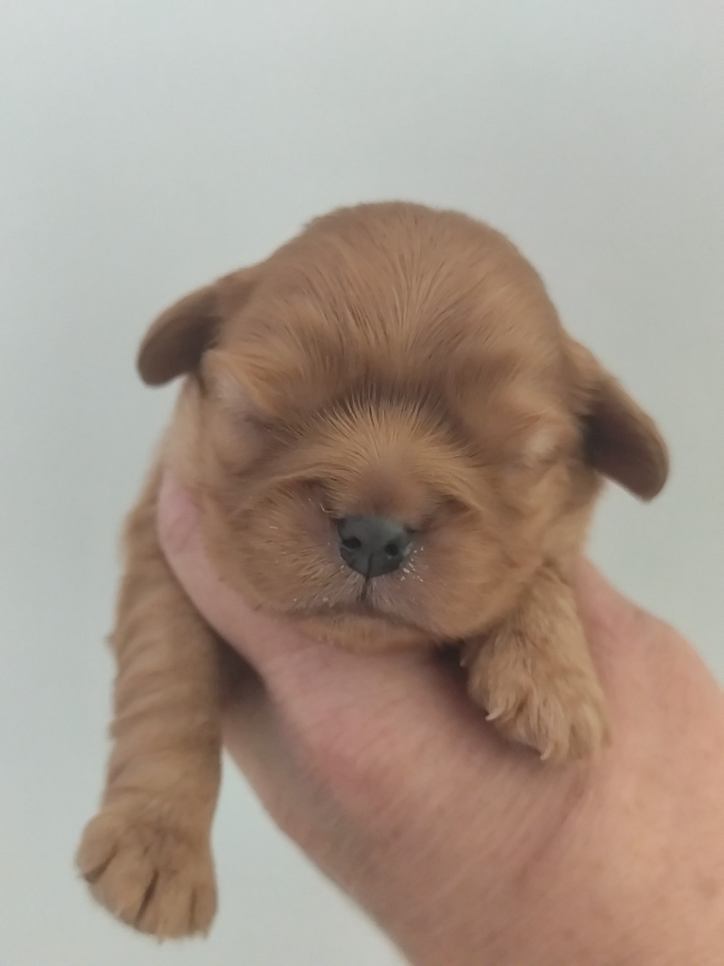 Du Castel Des Petits Coeurs - Chiots disponibles - Cavalier King Charles Spaniel