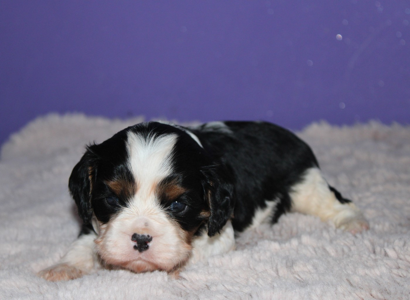 Du Castel Des Petits Coeurs - Chiots disponibles - Cavalier King Charles Spaniel