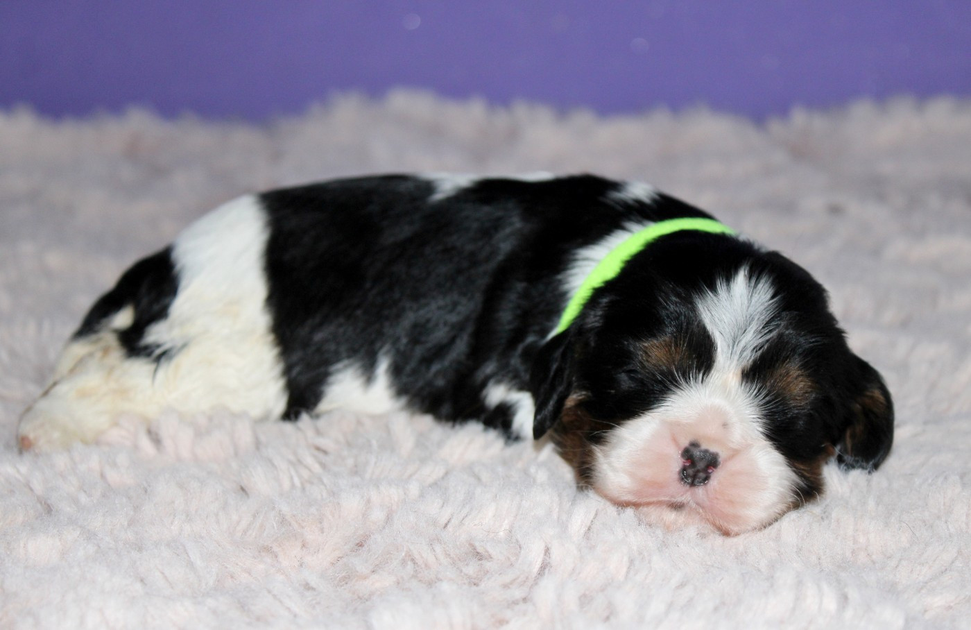 Du Castel Des Petits Coeurs - Chiots disponibles - Cavalier King Charles Spaniel