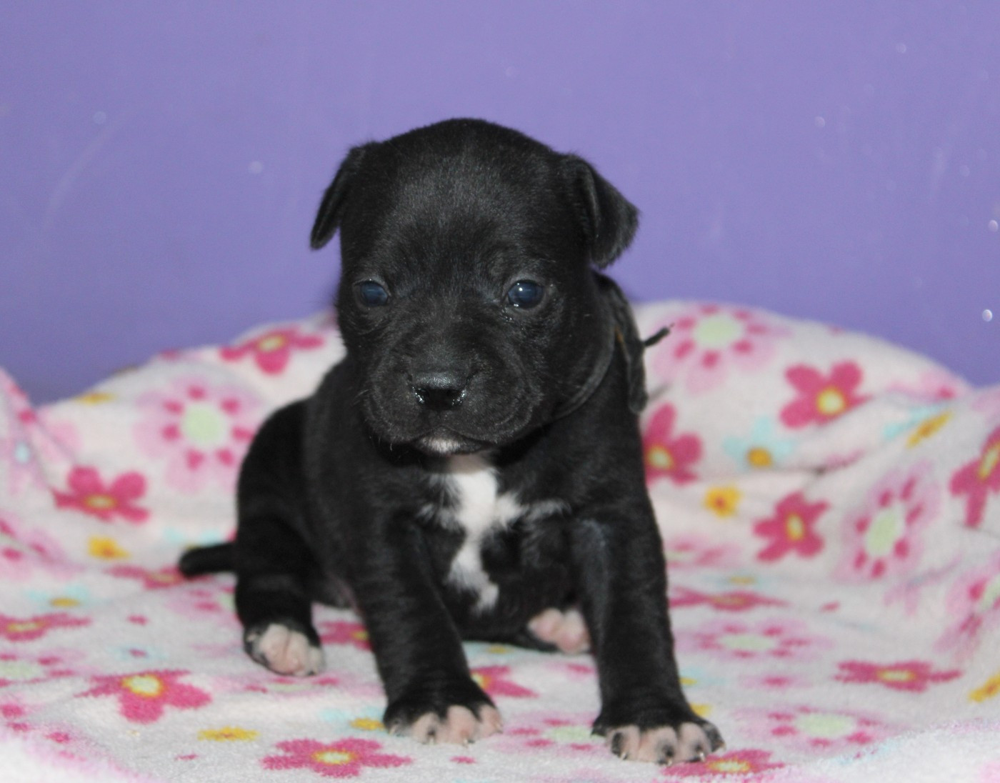 Du Castel Des Petits Coeurs - Chiots disponibles - Staffordshire Bull Terrier