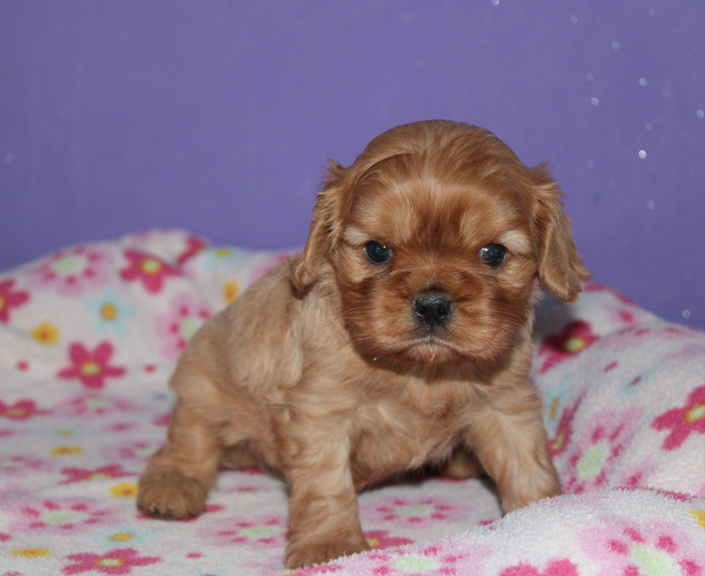 Du Castel Des Petits Coeurs - Chiots disponibles - Cavalier King Charles Spaniel