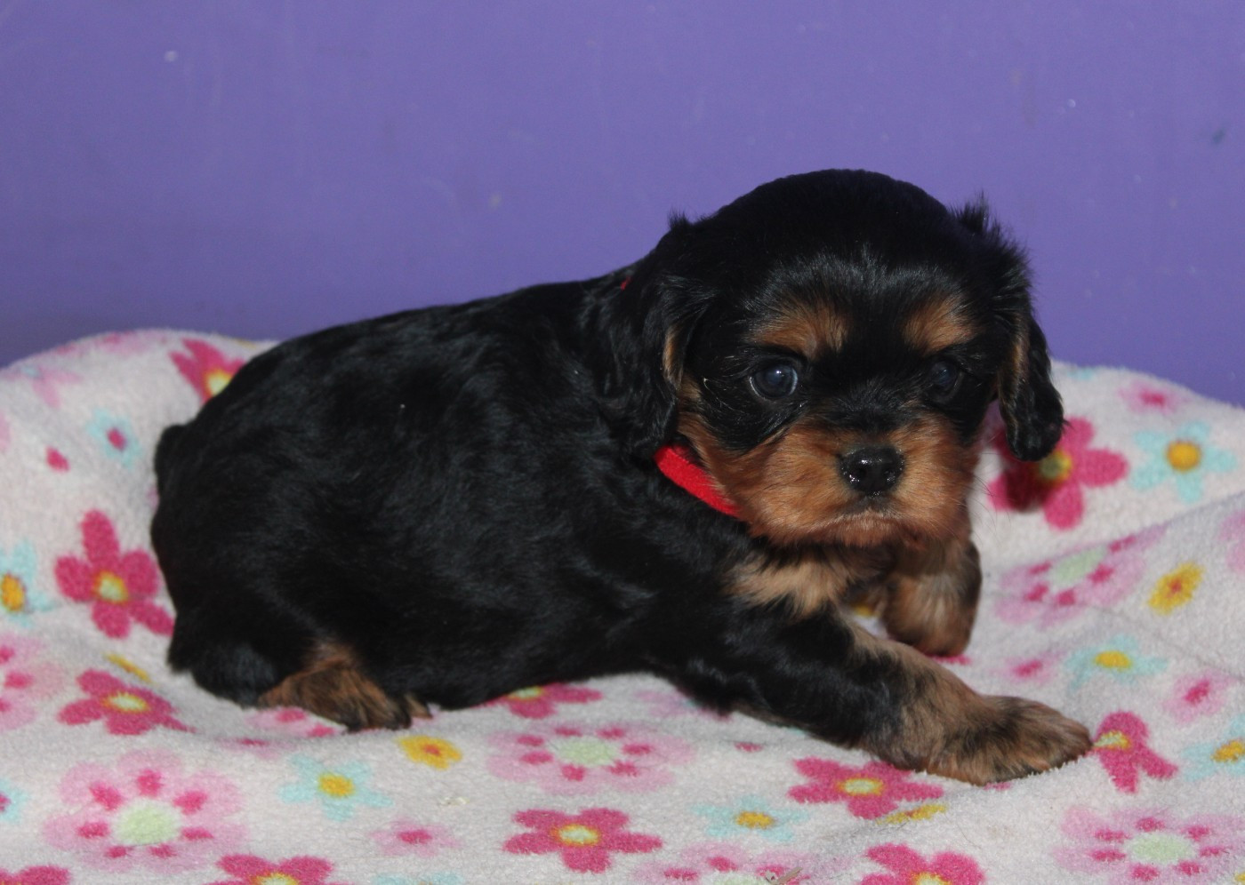 Du Castel Des Petits Coeurs - Chiots disponibles - Cavalier King Charles Spaniel