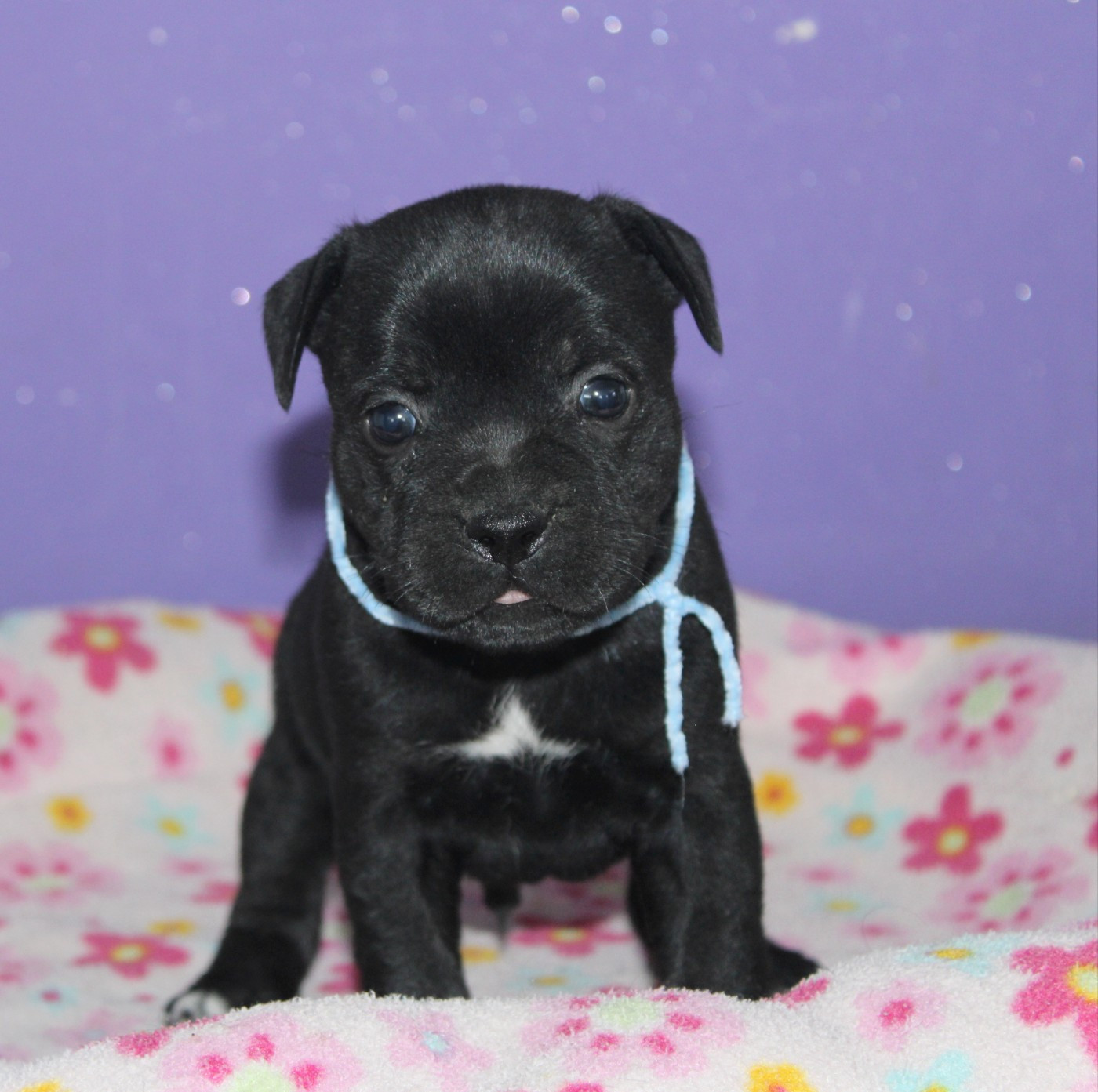 Du Castel Des Petits Coeurs - Staffordshire Bull Terrier - Portée née le 22/05/2026