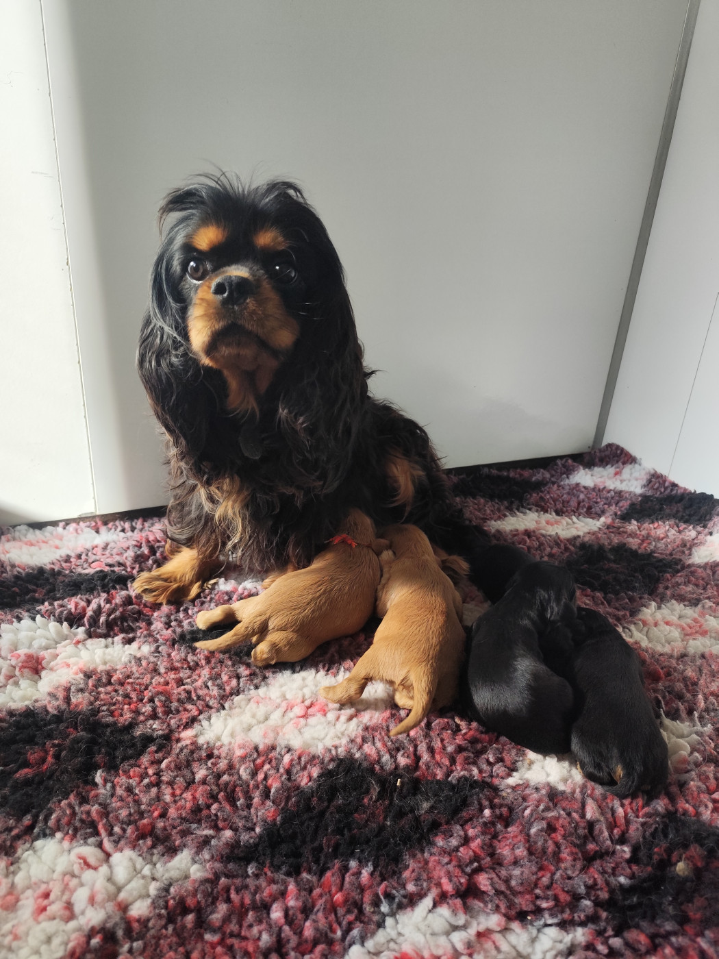 Chiot Cavalier King Charles Spaniel Du Castel Des Petits Coeurs