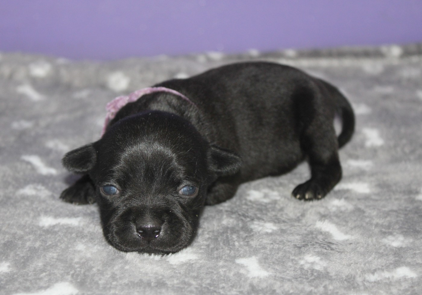 Du Castel Des Petits Coeurs - Chiots disponibles - Staffordshire Bull Terrier