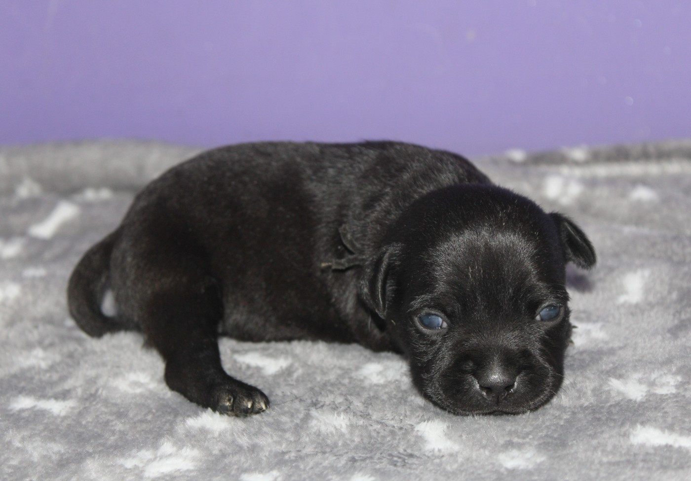 Du Castel Des Petits Coeurs - Chiots disponibles - Staffordshire Bull Terrier