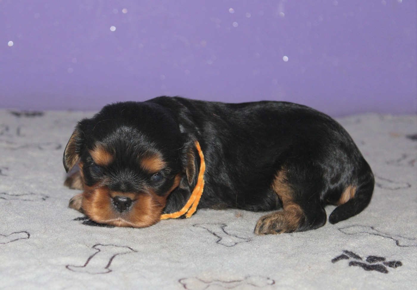 Du Castel Des Petits Coeurs - Chiots disponibles - Cavalier King Charles Spaniel