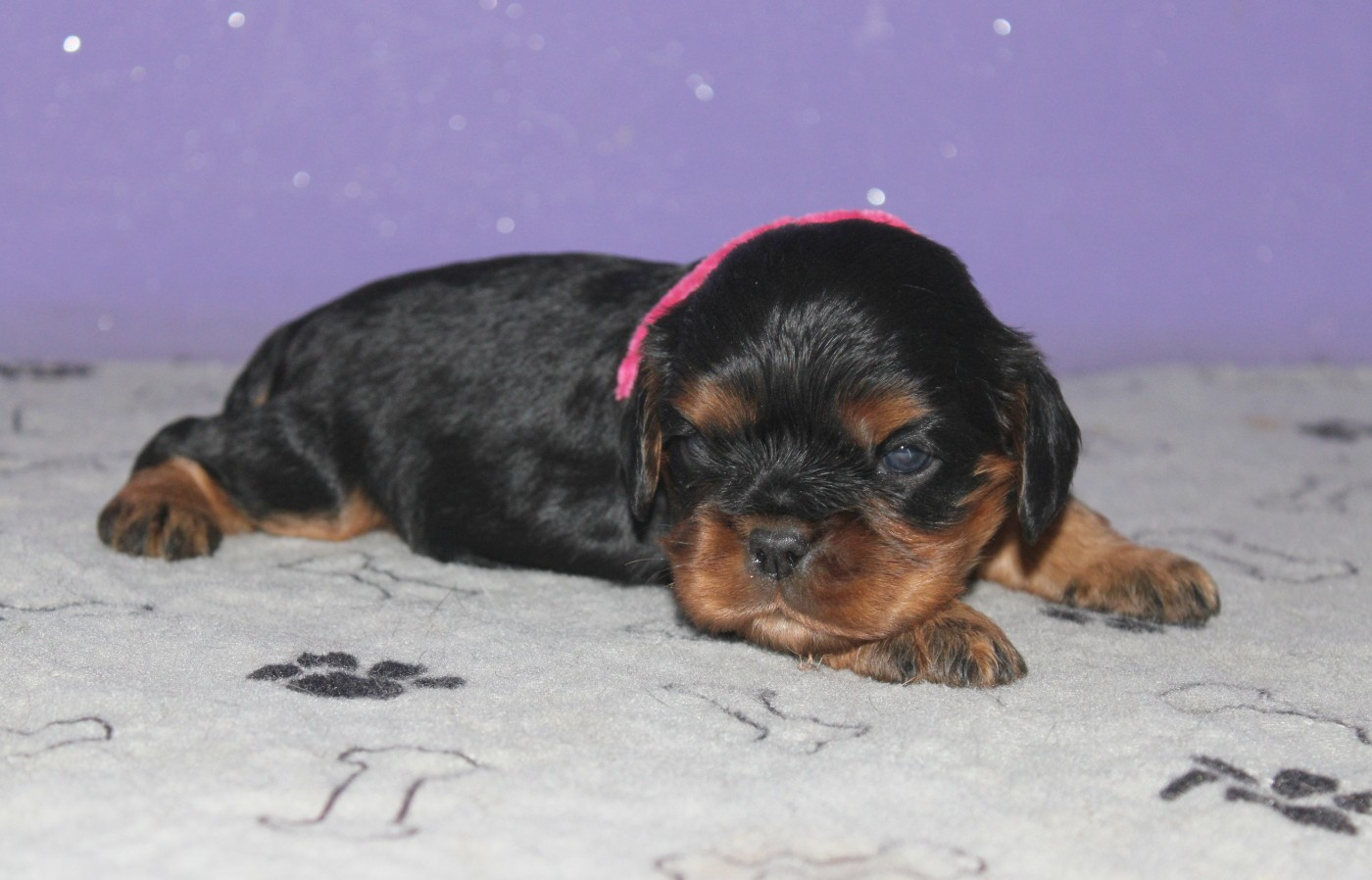 Du Castel Des Petits Coeurs - Chiots disponibles - Cavalier King Charles Spaniel