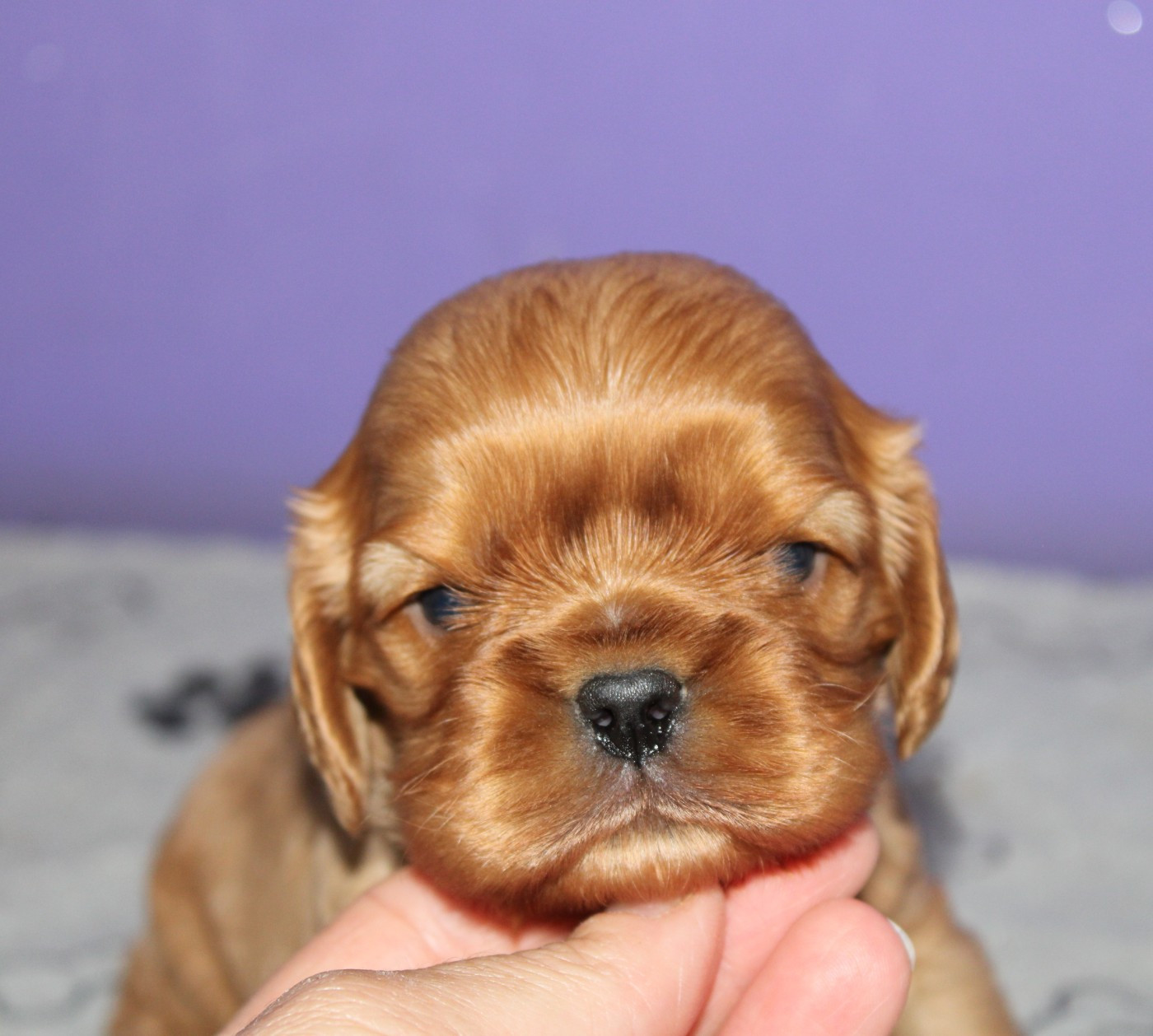 Du Castel Des Petits Coeurs - Chiots disponibles - Cavalier King Charles Spaniel